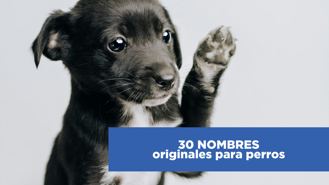 30 Nombres originales para perros