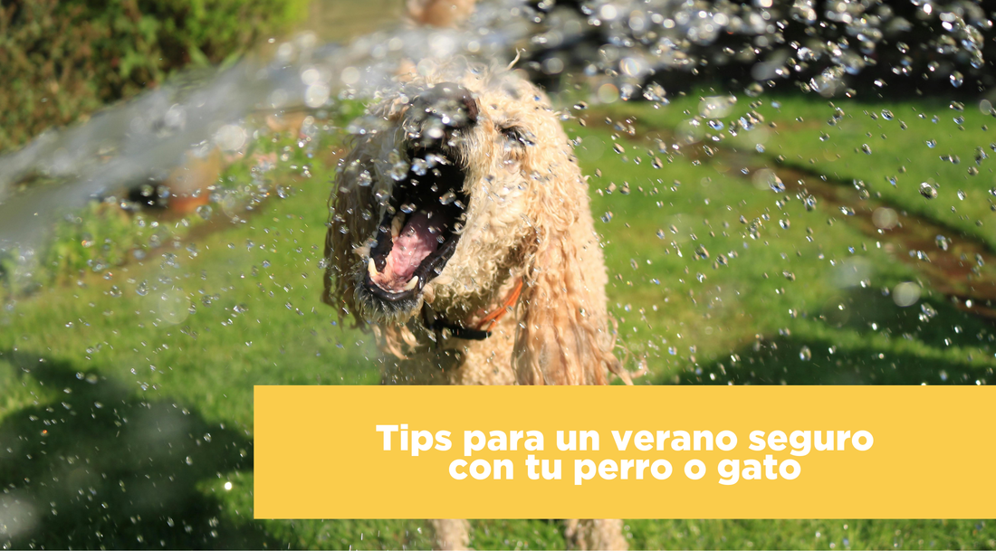 Tips para un verano seguro con tu perro o gato