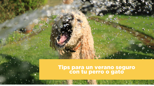 Tips para un verano seguro con tu perro o gato